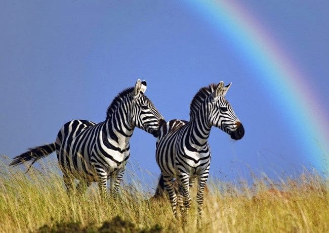Зебры - красивые картинки (100 фото) #7