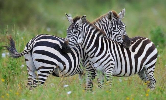 Зебры - красивые картинки (100 фото) #3