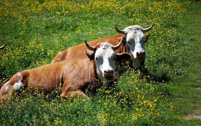 Коровы - красивые картинки (100 фото) #13