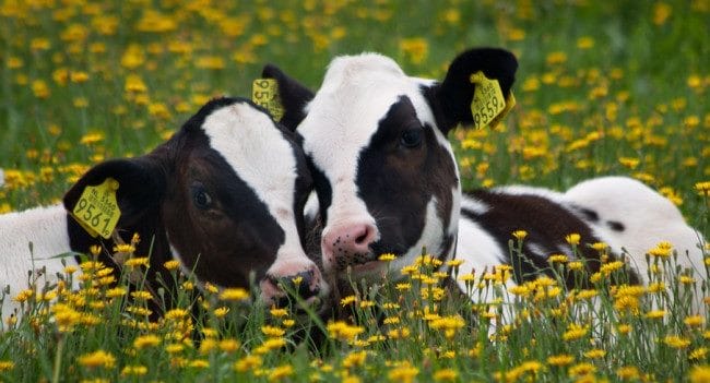 Коровы - красивые картинки (100 фото) #3
