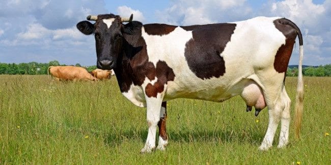 Коровы - красивые картинки (100 фото) #6