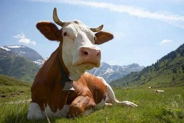 Коровы - красивые картинки (100 фото) #36