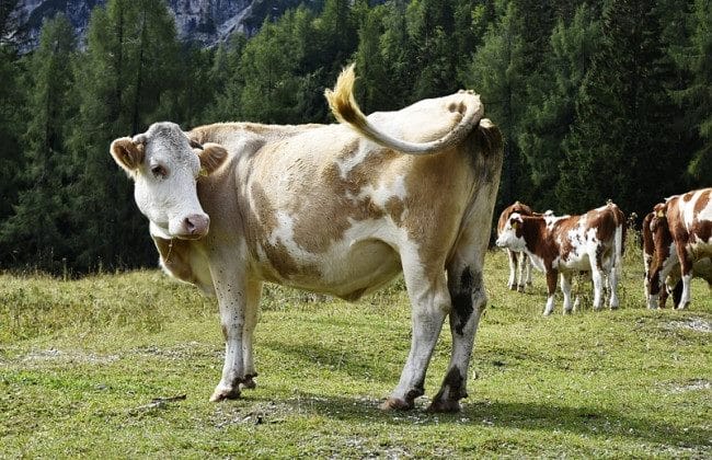 Коровы - красивые картинки (100 фото) #17
