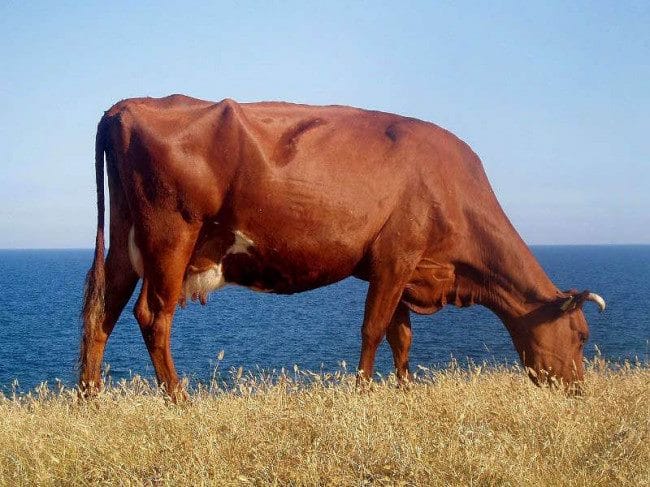 Коровы - красивые картинки (100 фото) #20