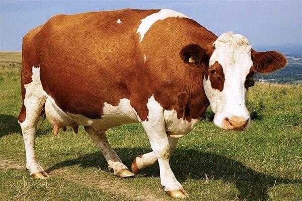 Коровы - красивые картинки (100 фото) #35