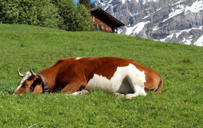 Коровы - красивые картинки (100 фото) #19