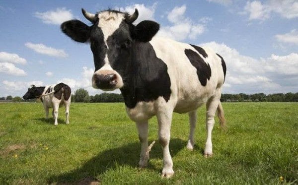 Коровы - красивые картинки (100 фото) #31