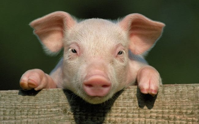 Свиньи - красивые картинки (100 фото) #7