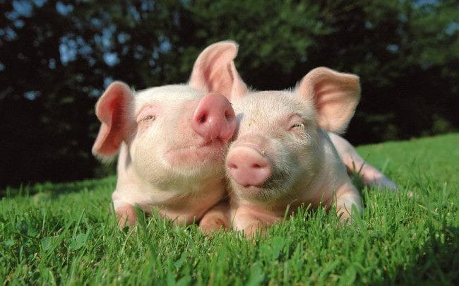 Свиньи - красивые картинки (100 фото) #13