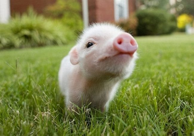 Свиньи - красивые картинки (100 фото) #2