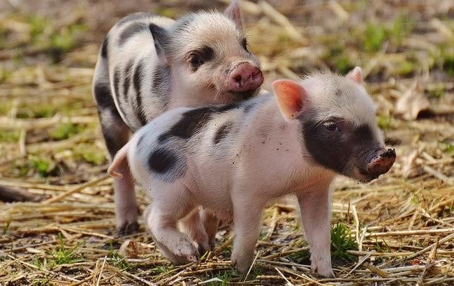 Свиньи - красивые картинки (100 фото) #25