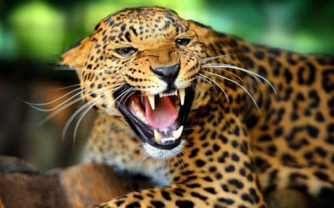 Леопарды - красивые картинки (100 фото) #7