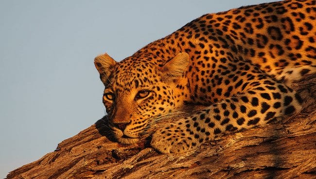 Леопарды - красивые картинки (100 фото) #16