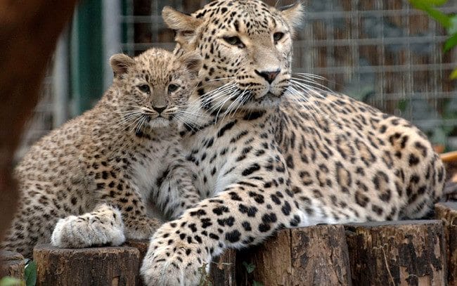 Леопарды - красивые картинки (100 фото) #17