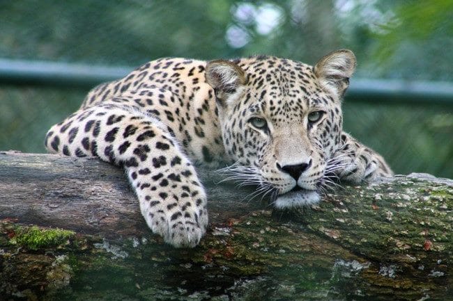 Леопарды - красивые картинки (100 фото) #14