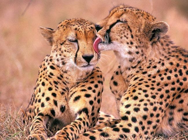 Леопарды - красивые картинки (100 фото) #6