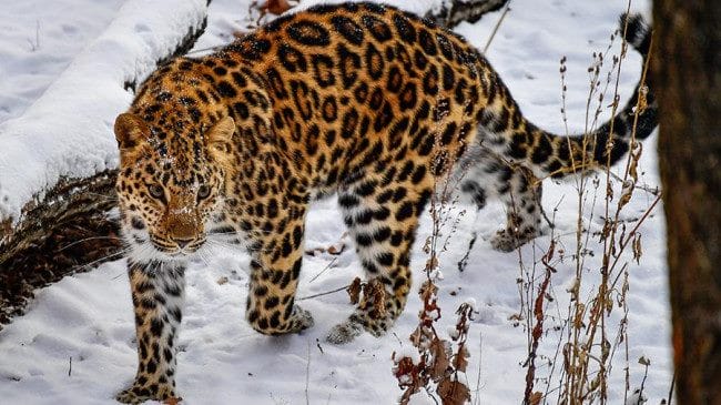 Леопарды - красивые картинки (100 фото) #8