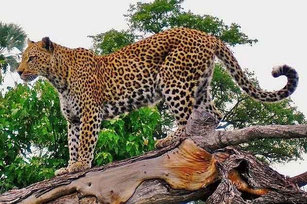 Леопарды - красивые картинки (100 фото) #27
