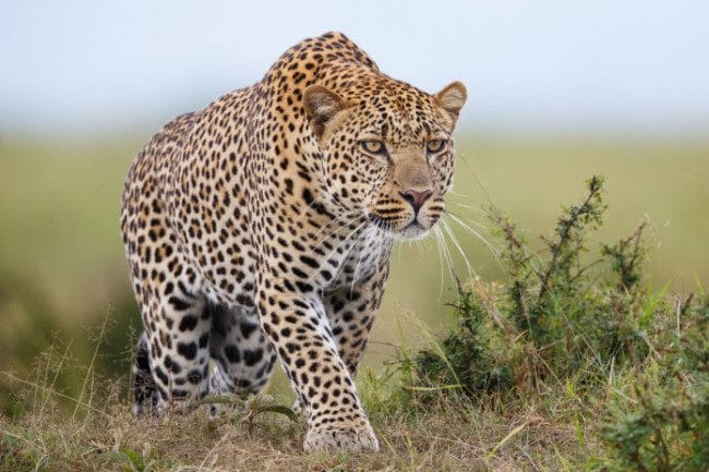Леопарды - красивые картинки (100 фото) #9