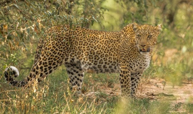 Леопарды - красивые картинки (100 фото) #30