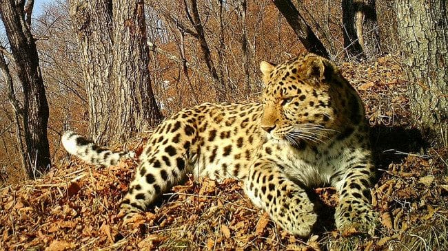 Леопарды - красивые картинки (100 фото) #33