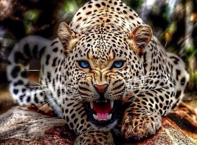 Леопарды - красивые картинки (100 фото) #37