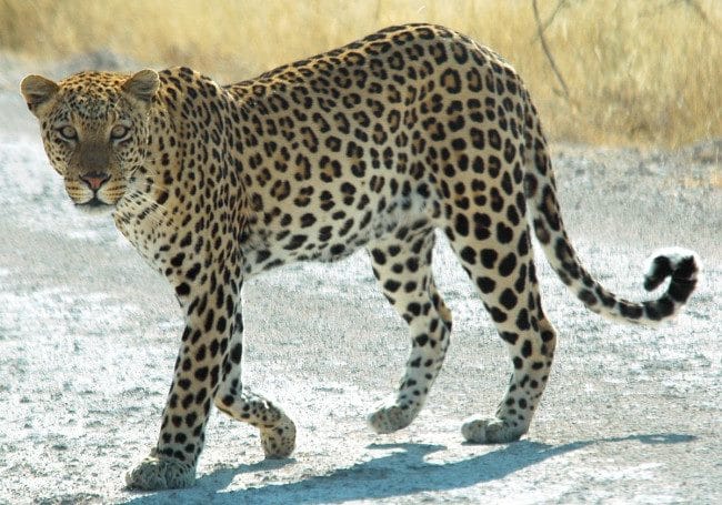 Леопарды - красивые картинки (100 фото) #19