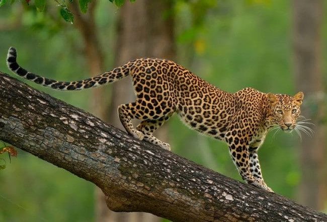 Леопарды - красивые картинки (100 фото) #3