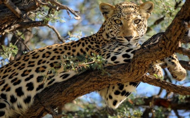 Леопарды - красивые картинки (100 фото) #38