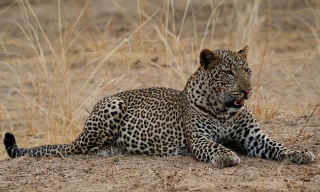 Леопарды - красивые картинки (100 фото) #39