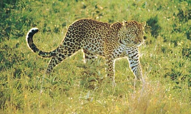 Леопарды - красивые картинки (100 фото) #24