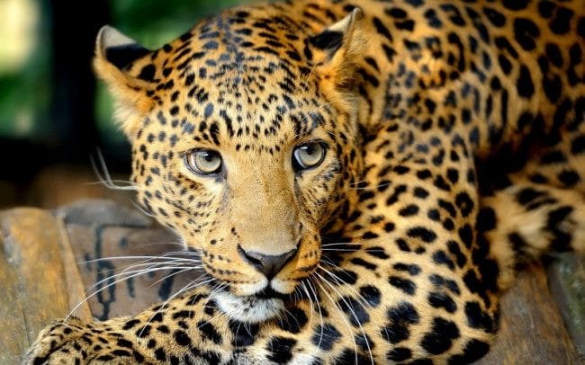 Леопарды - красивые картинки (100 фото) #32