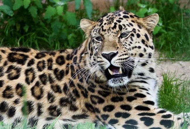 Леопарды - красивые картинки (100 фото) #20