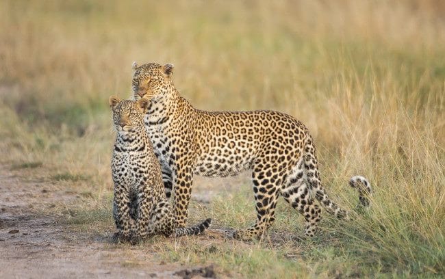 Леопарды - красивые картинки (100 фото) #21