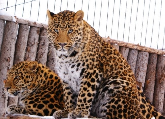 Леопарды - красивые картинки (100 фото) #36