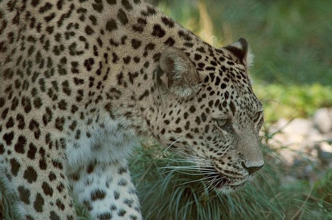 Леопарды - красивые картинки (100 фото) #26