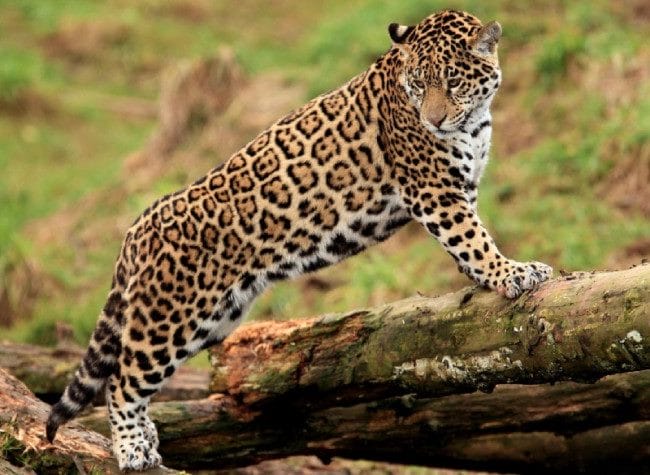 Леопарды - красивые картинки (100 фото) #100
