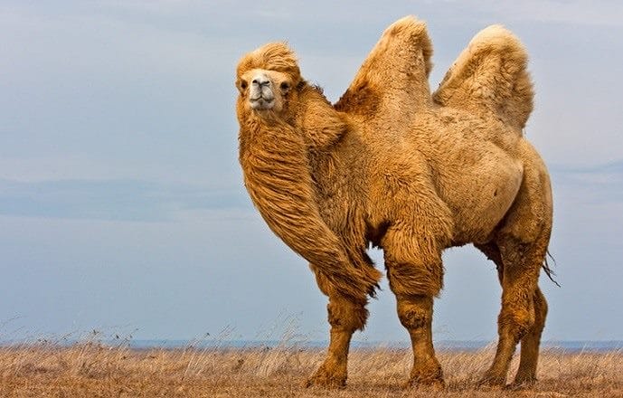 Верблюды - красивые картинки (100 фото) #41