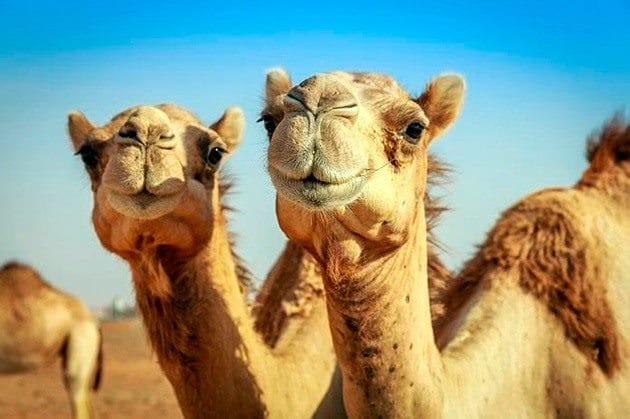 Верблюды - красивые картинки (100 фото) #40