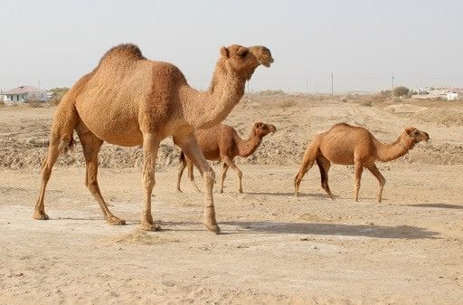 Верблюды - красивые картинки (100 фото) #38