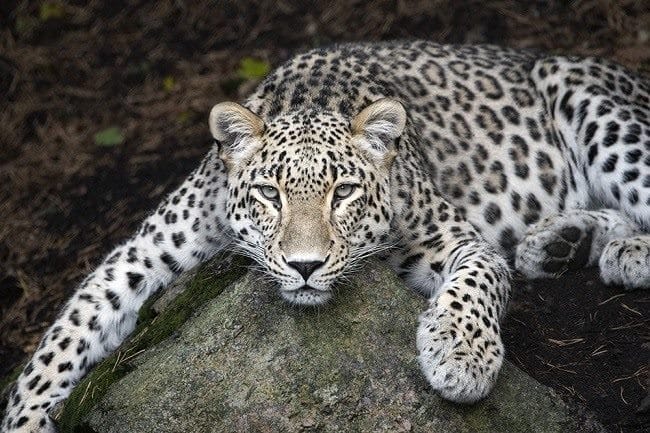 Леопарды - красивые картинки (100 фото) #40
