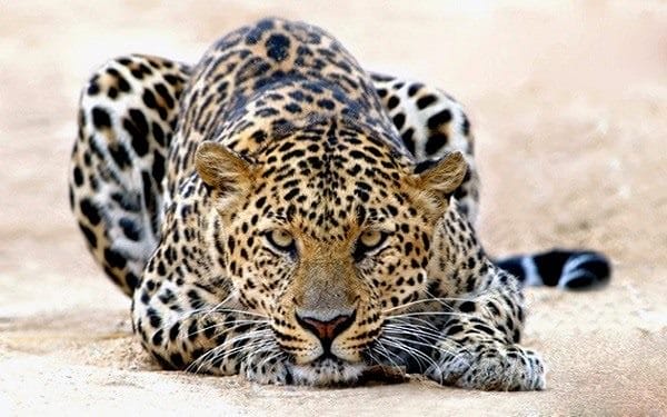 Леопарды - красивые картинки (100 фото) #42