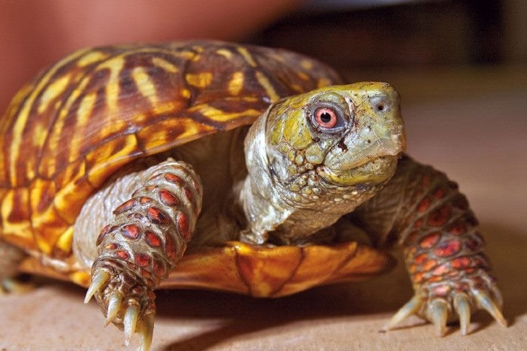 Черепахи - красивые картинки (100 фото) #42