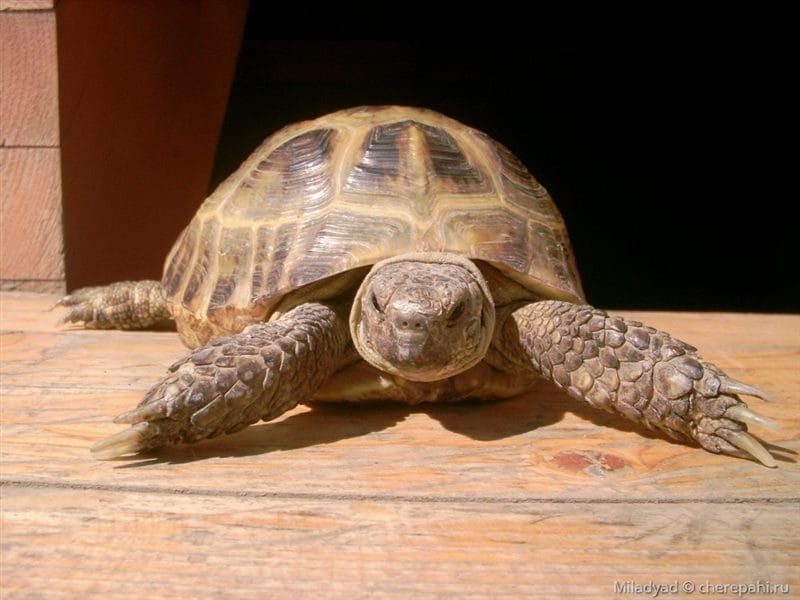 Черепахи - красивые картинки (100 фото) #40