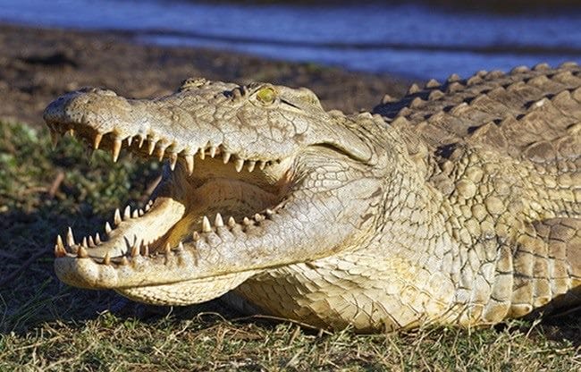 Крокодилы - красивые картинки (100 фото) #41
