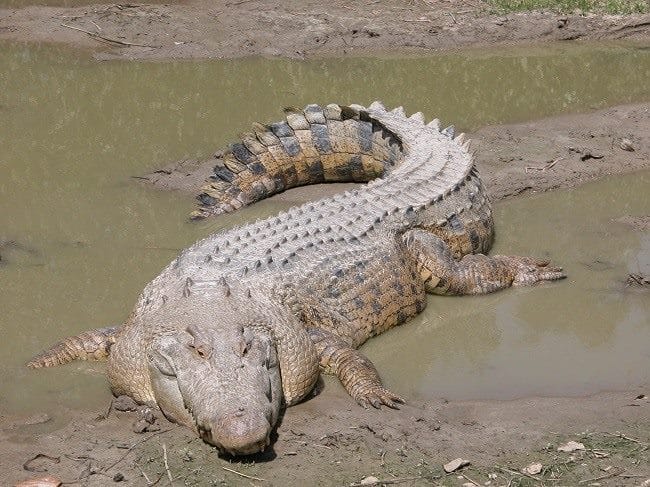 Крокодилы - красивые картинки (100 фото) #43