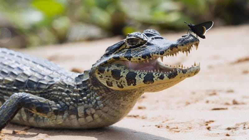 Крокодилы - красивые картинки (100 фото) #40