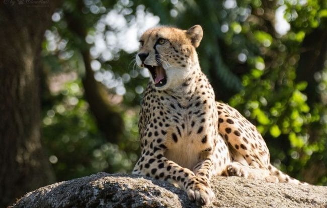 Леопарды - красивые картинки (100 фото) #96