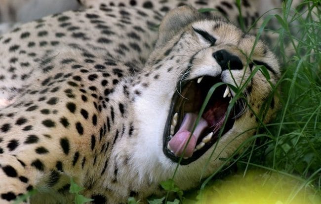 Леопарды - красивые картинки (100 фото) #95