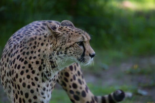 Леопарды - красивые картинки (100 фото) #98